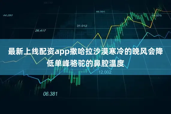 最新上线配资app撒哈拉沙漠寒冷的晚风会降低单峰骆驼的鼻腔温度